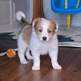 Rusty - Sable male Border Collie puppy in Piedmont, South Carolina from Soaring Borders Border Collies