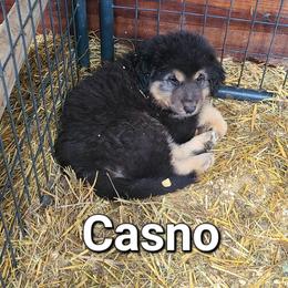Casno - White male Tornjak puppy in Oxford, Michigan from Blue Shamrock Tornjak