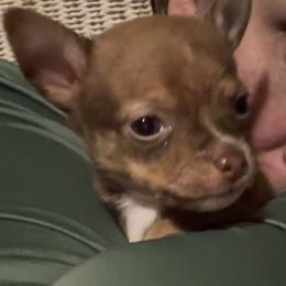 Luke - Chocolate sabled fawn male Chihuahua puppy in Orwell, Ohio from Cosmic Country Chihuahuas