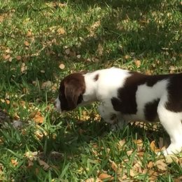 Brittany Puppies from Firefly Kennels