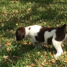 Brittany Puppies from Firefly Kennels