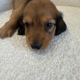 Puppy number four - Red male Dachshund puppy in Spokane, Washington from Dearhaven Doxie