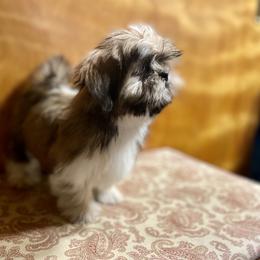 Shih Tzu Puppies from Amanda's Shih Tzu