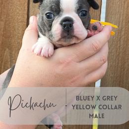 Pikachu - Blue male Boston Terrier puppy in West Jefferson, Ohio from Kline Kennels
