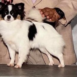 Vincent - Chihuahua
