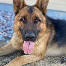 Quenn - German Shepherd