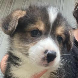 Blue boy - Black and tan male Pembroke Welsh Corgi puppy in Adairsville, Georgia from R&R Corgis