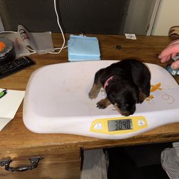 Rottweiler Puppies from Von Locher Rotties