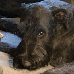 Minnie - Giant Schnauzer