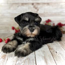 Miniature Schnauzer Puppies from Silver Sage Schnauzers