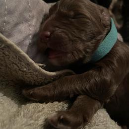 Light blue collar - Chocolate male Goldendoodle puppy in Las Vegas, Nevada from Doodles by Design