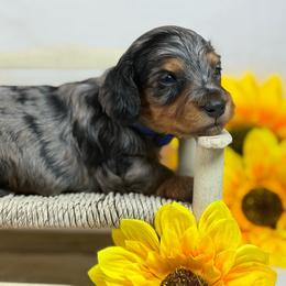 Louie- SILKY - Dapple male Dachshund puppy in Nashville, Arkansas from Whisenhunt Farms
