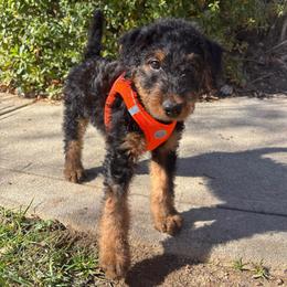 Lodi - Black and tan female Airedale Terrier puppy in Huntersville, North Carolina from Cool Hand Luke Kennels