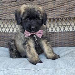 AKC BREN - Fawn male Bouvier des Flandres puppy in Marionville, Missouri from Sandbox Puppies