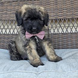 AKC BREN - Fawn male Bouvier des Flandres puppy in Marionville, Missouri from Sandbox Puppies