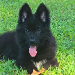 Vuk Vom Branscum - Black male German Shepherd puppy in Clinton, Arkansas from 501 Shepherds