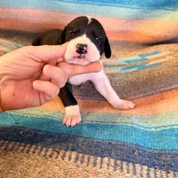 Light pink collar girl - Mantle female Great Dane puppy in Centennial, Colorado from Vanmar Great Danes of Colorado