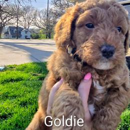 Goldie - Red  female Goldendoodle puppy in Red Oak, Iowa from Fisher Pups-Stay Golden with a Doodle