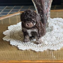 Bocephus - Phantom male Poodle puppy in Hibbing, Minnesota from South Dakota Poodles