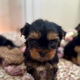 Azalea 4,813 - Black and tan female Yorkshire Terrier puppy in Pittsburg, California from Crystal Garden Yorkies