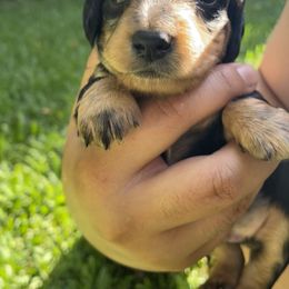 Dachshund Puppies from Torres Dachshunds