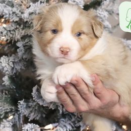 Dopey - Red merle male Australian Shepherd puppy in Keytesville, Missouri from Dogwood Lane Canine