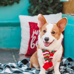 American Corgi and Pembroke Welsh Corgi Puppies from Corgi Daze