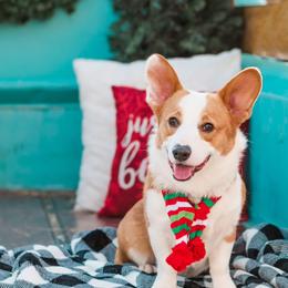 American Corgi and Pembroke Welsh Corgi Puppies from Corgi Daze