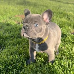 Sunni - Blue female French Bulldog puppy in Nora Springs, Iowa from Summit View Frenchies