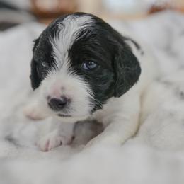 Cavapoo and Goldendoodle Puppies from PJs Puppy Love