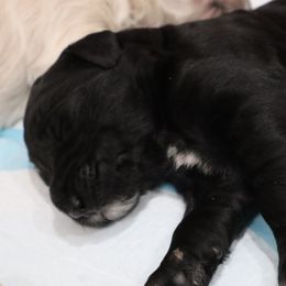 Patty - Cream female Goldendoodle puppy in Scottsdale, Arizona from Daniel’s Doodles