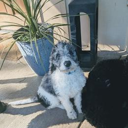 Jasper O'Malley - Blue merle male Aussiedoodle puppy in Yacolt, Washington from Aussiedoodles by Maggie