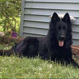 Burma - Black female German Shepherd puppy in Lansing, Michigan from Divine German Shepherds
