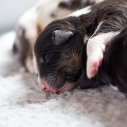Australian Shepherd Puppies from Everly Australian Shepherds
