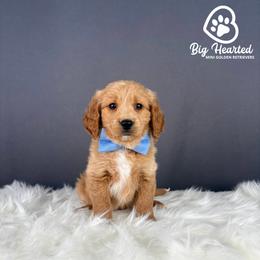 Steve - Cream male Companion Cross puppy in Utah County, Utah from Big Hearted Breeders