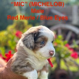 Miniature Australian Shepherd Puppies from SWLA MINI AUSSIES