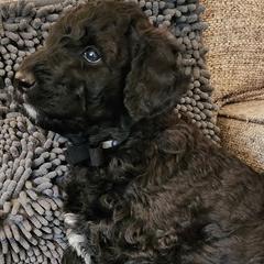 Labradoodles from The Merrry Doodle Farm
