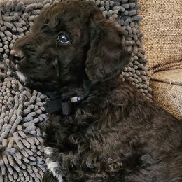 Labradoodles from The Merrry Doodle Farm