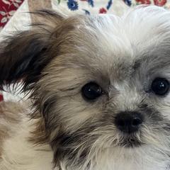 Mi-Kis from Brumbys Run Mi-Kis