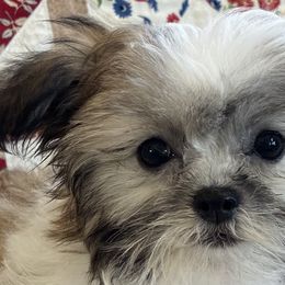 Mi-Kis from Brumbys Run Mi-Kis