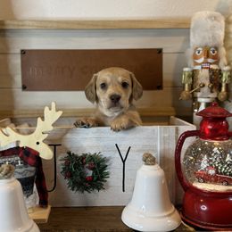 Dachshund Puppies from Victoria’s Dachshunds