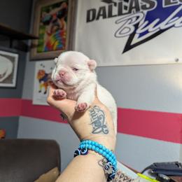 Girl 3 - White female French Bulldog puppy in Forney, Texas from Dallas Lonestar Bullies