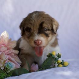 Sequoia - Phantom female Bernedoodle puppy in Queen Creek, Arizona from Dulcito Doodles