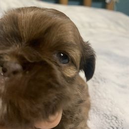 Shih Tzus from Angela's Shih Tzus
