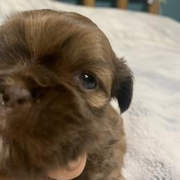 Shih Tzus from Angela's Shih Tzus