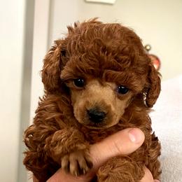 Poodle Puppies from Kotu Poodles