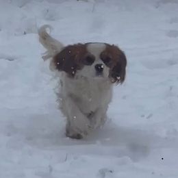 Cooper - Cavalier King Charles Spaniel