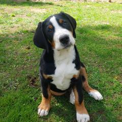 Beauceron, Greater Swiss Mountain Dog, and Nederlandse Kooikerhondje Puppies from Blackamber Swissies Beaucerons Ambermoon Kooikerhondje