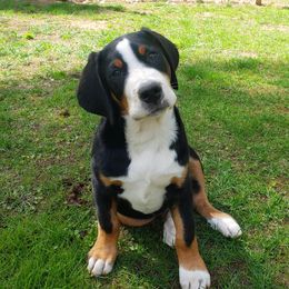Beauceron, Greater Swiss Mountain Dog, and Nederlandse Kooikerhondje Puppies from Blackamber Swissies Beaucerons Ambermoon Kooikerhondje