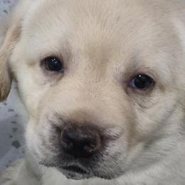 Samoa white collar - Yellow female Labrador Retriever puppy in Greenwich, Ohio from Pure Gem Kennel